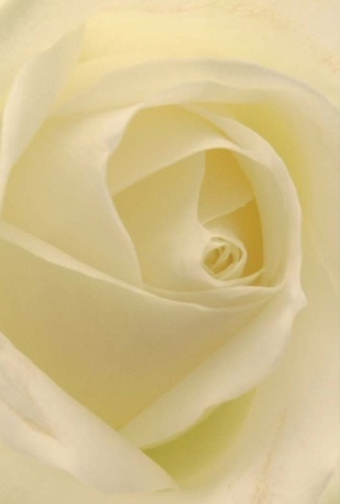 Seen from close, the classic white rose in this arrangement reveals a symphony of layered softness-each petal slightly curling, merging gentle shades of cream and ivory in a tapestry that seems illuminated from within. The natural light glides through the petals just as soft sunlight touches the gardens around Chadwell Heath, highlighting subtle shadows and delicate edges. This composition speaks of tranquil sophistication, a reflection of the calm found in local parks on a weekend afternoon. For a florist in Chadwell Heath, such a rose captures the essence of pure intentions-offered as a token of new beginnings, heartfelt apologies, or as an accent to a wedding bouquet placed at St. Chad's Church. The nearly flawless spiral at its heart suggests resilience wrapped in grace, while faint gradients of white and cream offer a refined beauty. The atmosphere is quietly fragrant and pristine, a gentle reminder of why roses remain the preferred choice for significant Chadwell Heath celebrations. The craftsmanship behind this bloom celebrates both nature's perfection and the skilled hands found at Chadwell Heath Flowers, ensuring each arrangement expresses the right emotion for every local occasion.